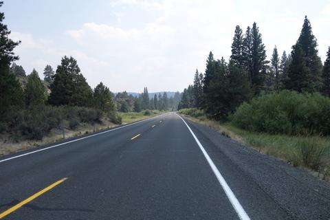 Pine forest roadside.