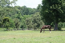 A horse in a field in the middle of god-knows-where